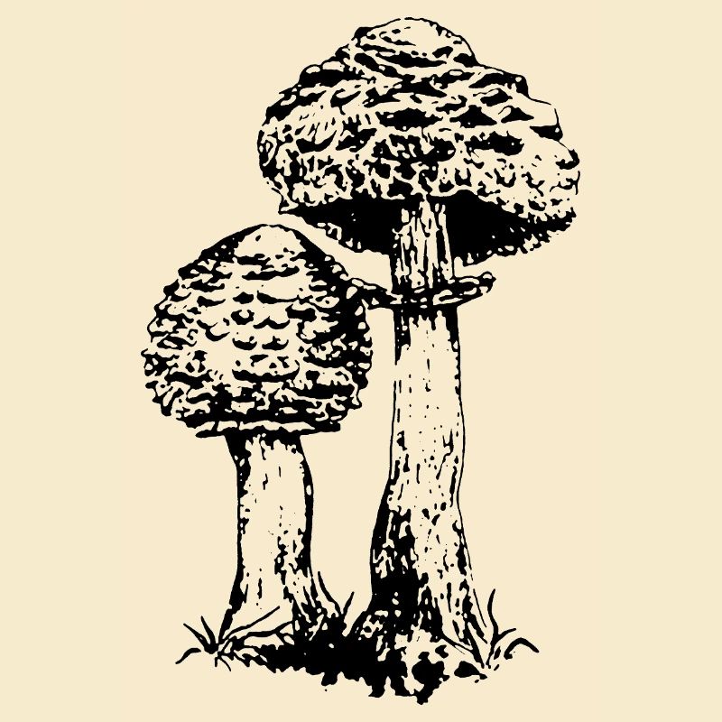 ACCUMULATEUR CHAMPIGNON