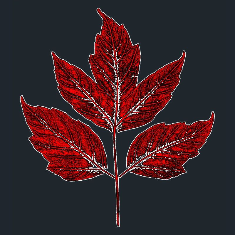 Leaf - Maple Ash - Red