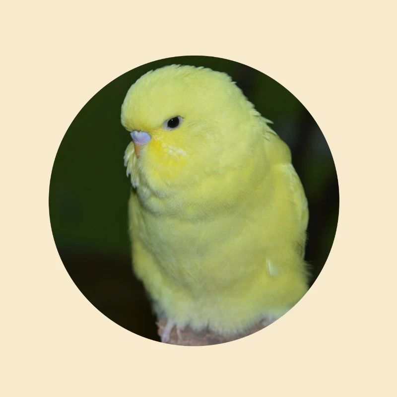 Perruche perruche jaune