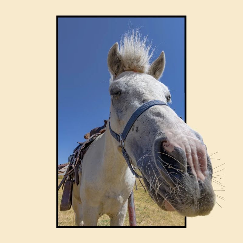 Visage de cheval drôle