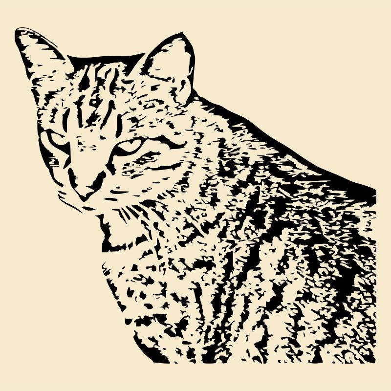 Cat, Kitten, Tiger Cat