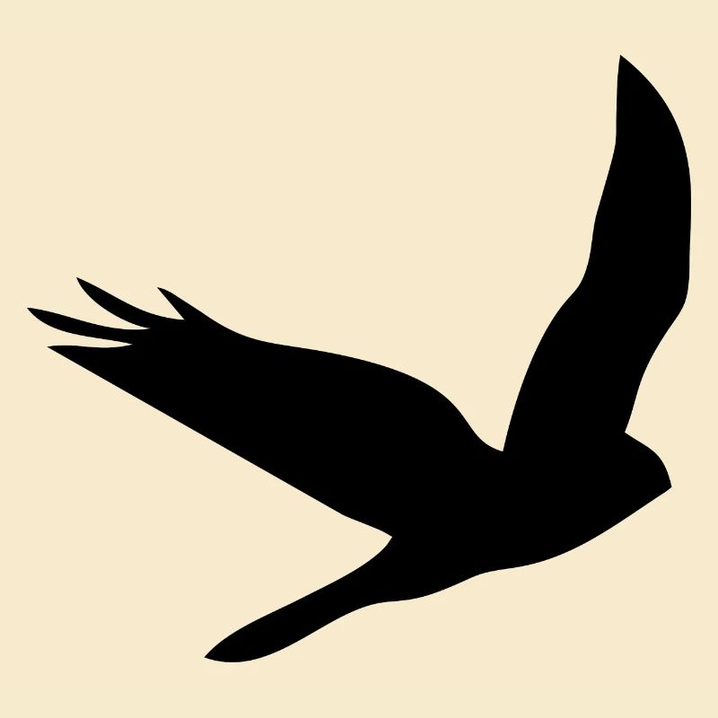 Bird Eagle Birds Fly