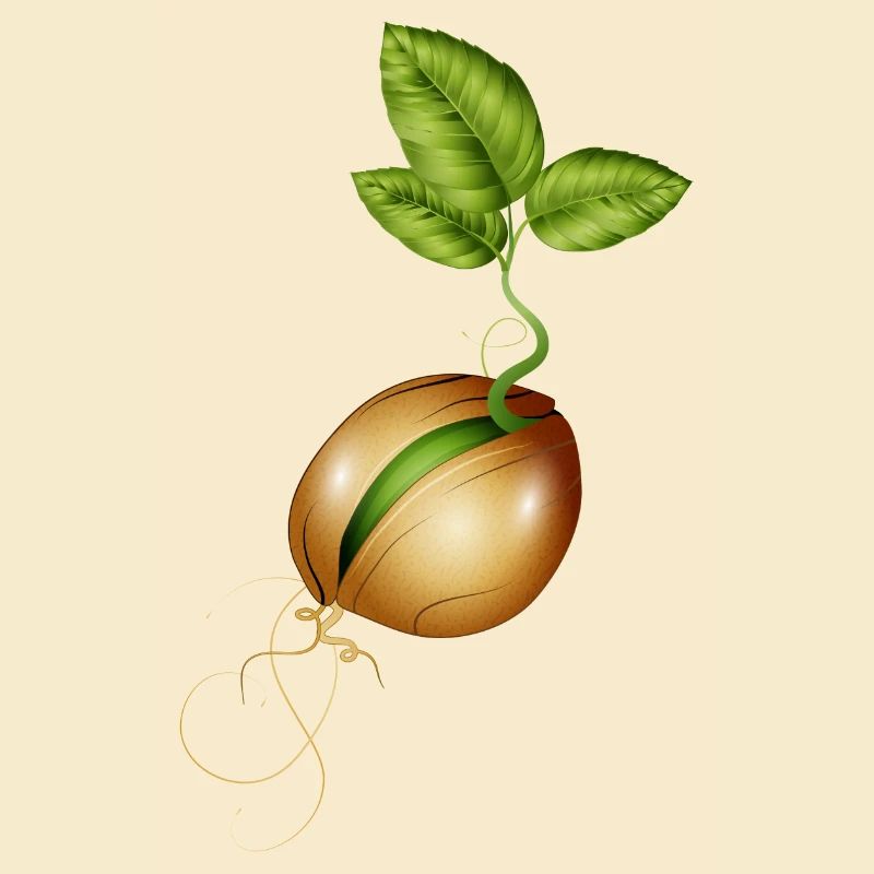 germination de petites graines dans le sol