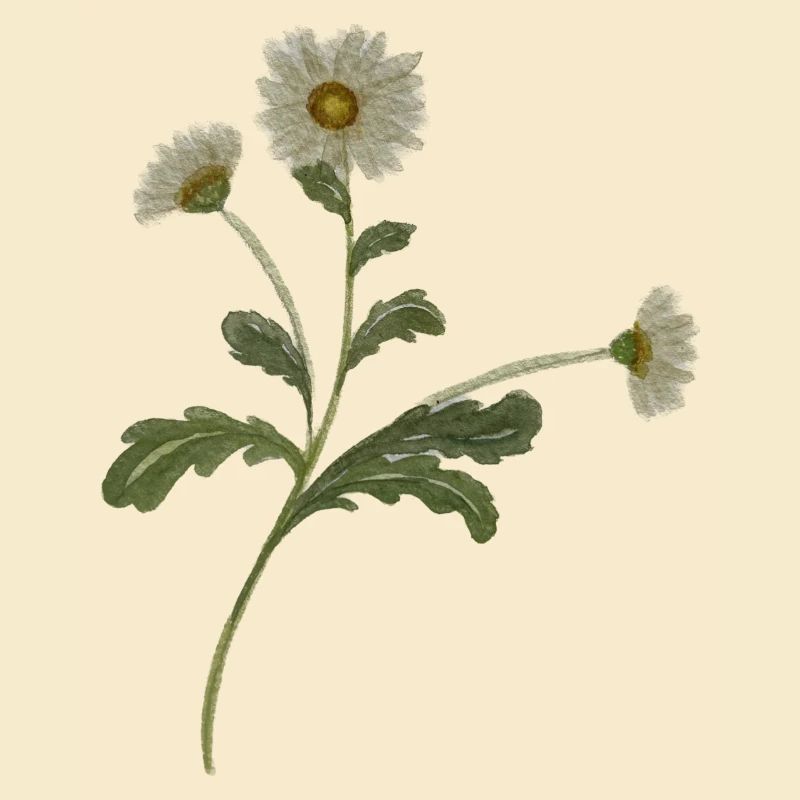 Gänseblümchen