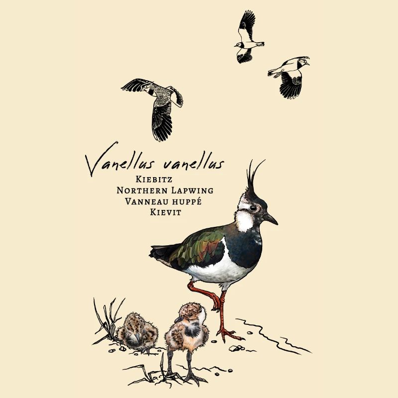 Lapwing