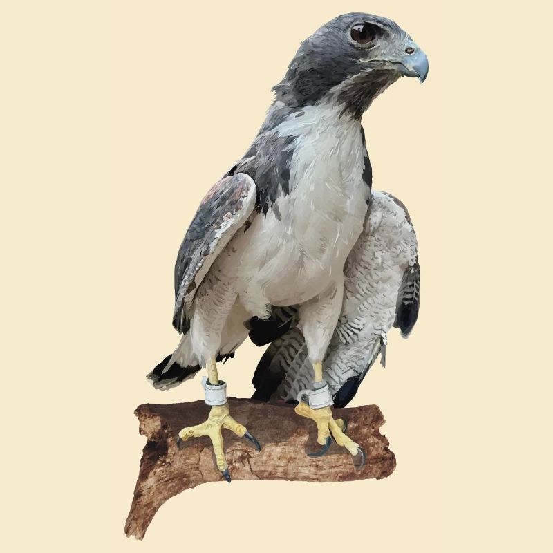 Falcon