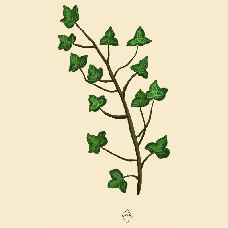 Ivy Trinity