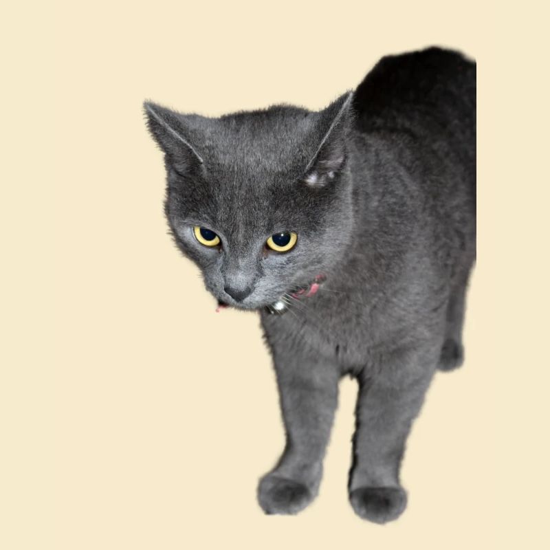 Katze schwarz grau