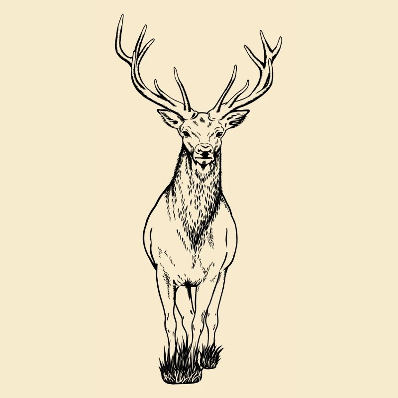 Hirsch
