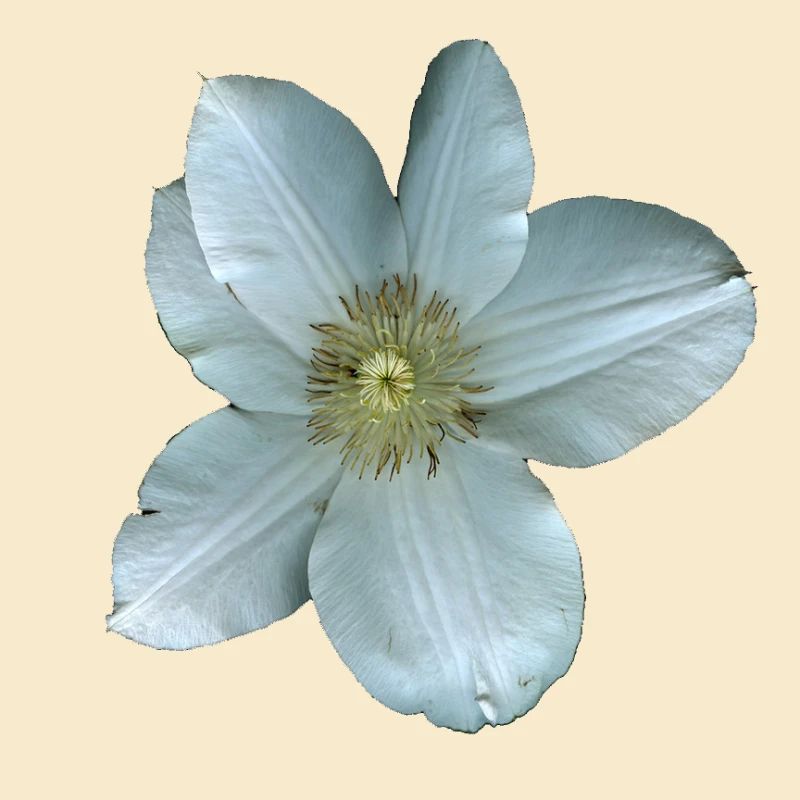 Fleur de clématite blanche