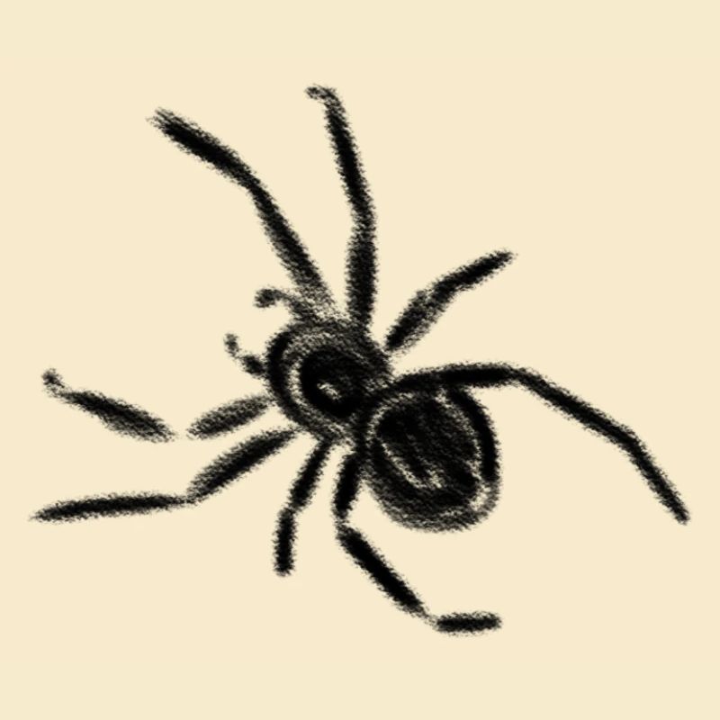 Spinne