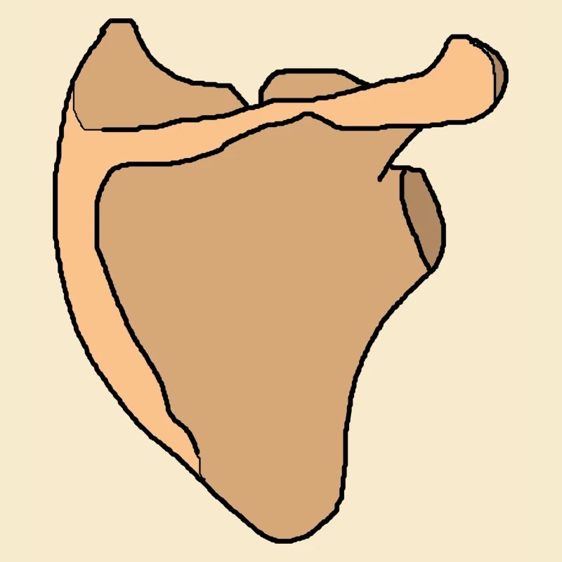 Schulterblatt Scapula Anatomie Skelett Knochen