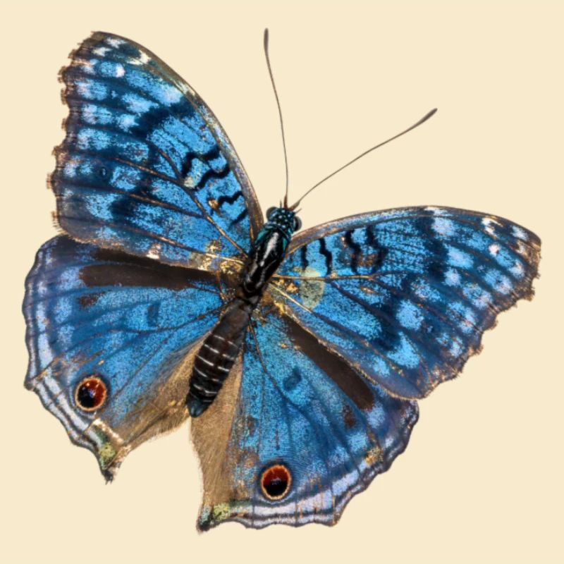 Papillon bleu