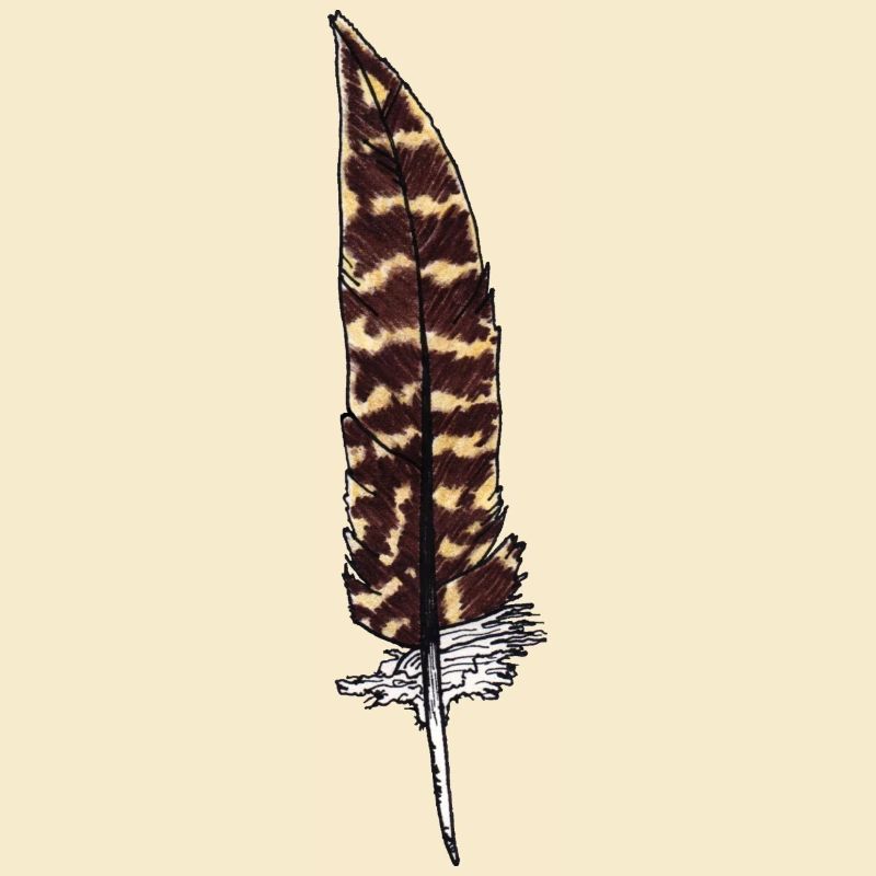 Plume marron tachetée Dessiné à la main (faisan)