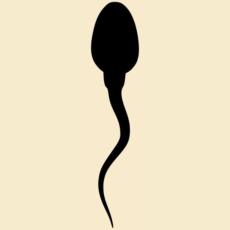 spermatozoide