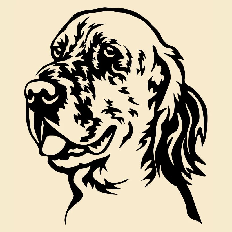 Englischer Setter Kopf
