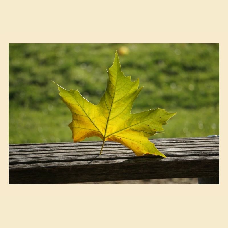 Feuille d’érable solitaire