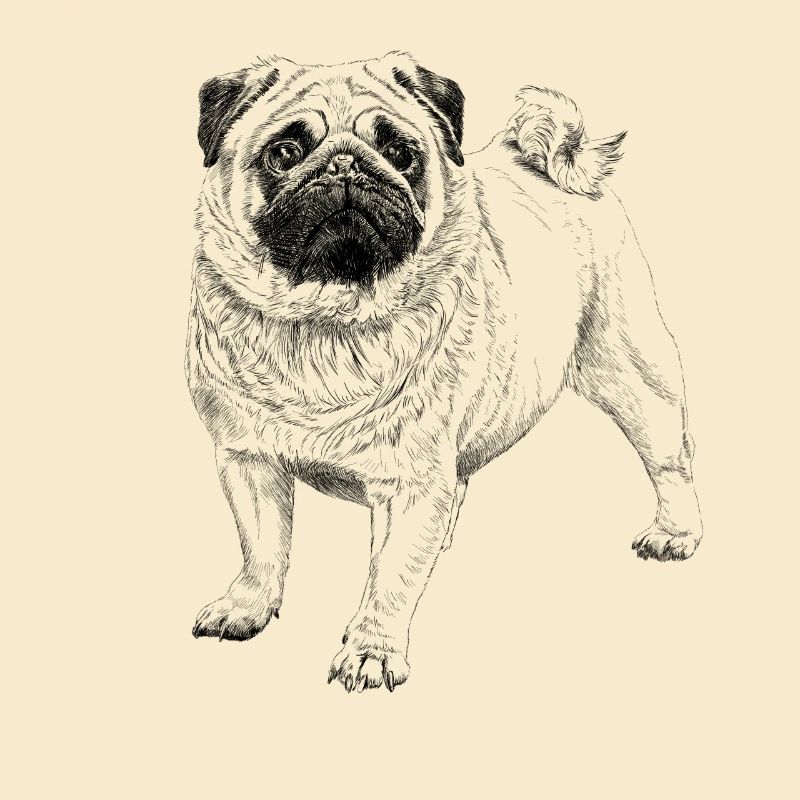 Pug