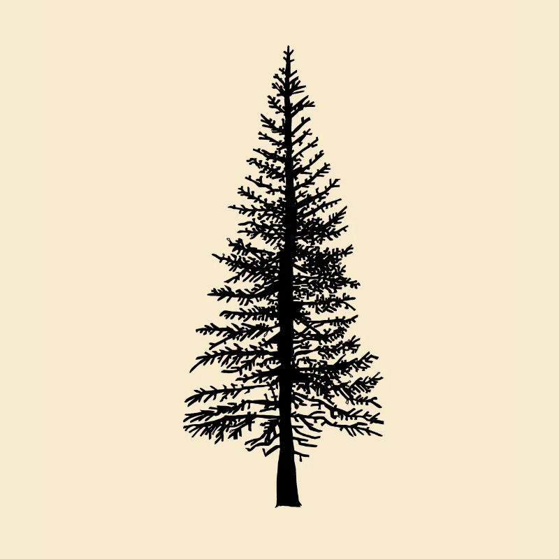 Fir tree Forest Nature Ecology Environment Trees Flora