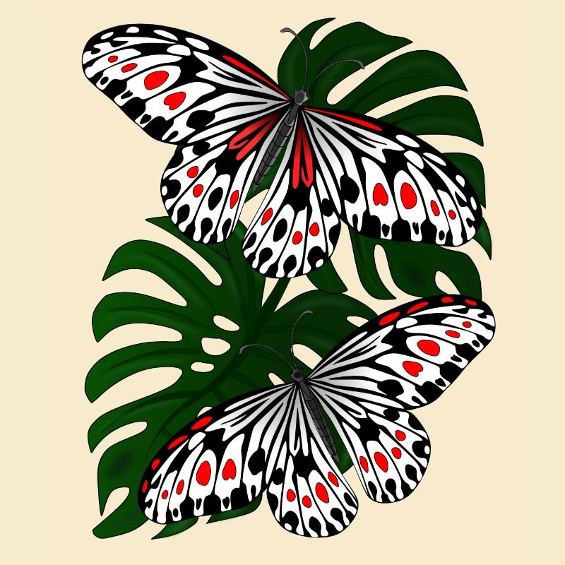 Papillon Noir Blanc Moth Papillon