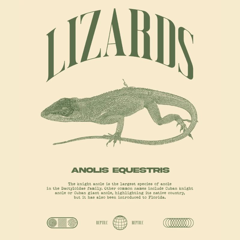 Cuban Knight Anole Reptile Keeper Lizard