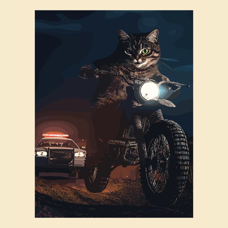 Night cat on motorcycle