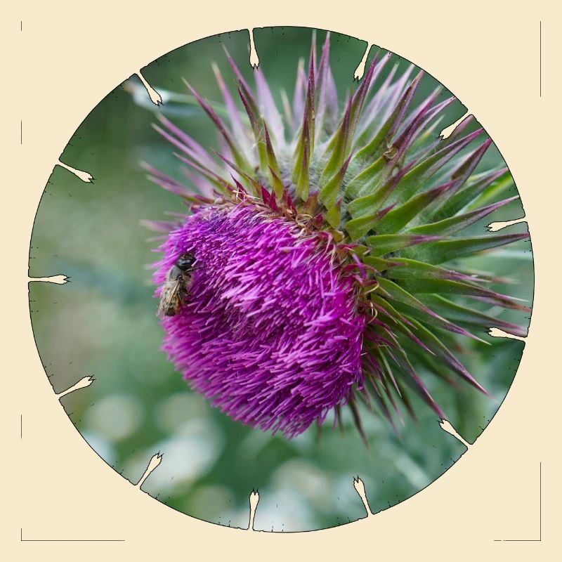 La fleur de chardon est souvent décriée comme une mauvaise herbe