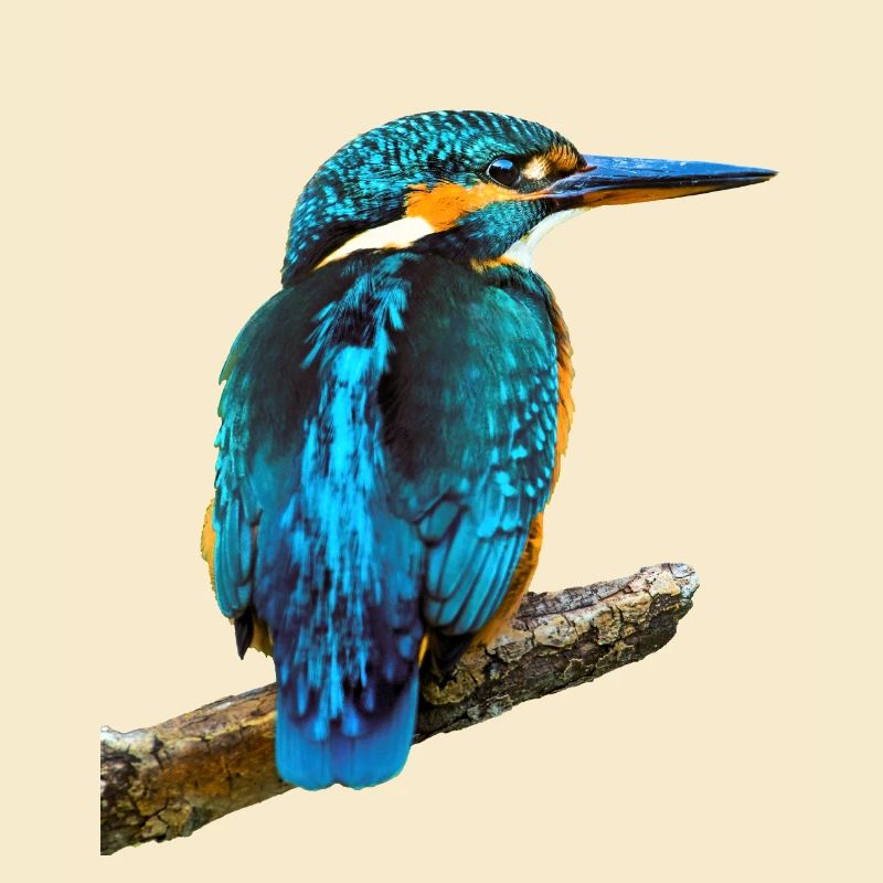 Eisvogel Alcedo atthis