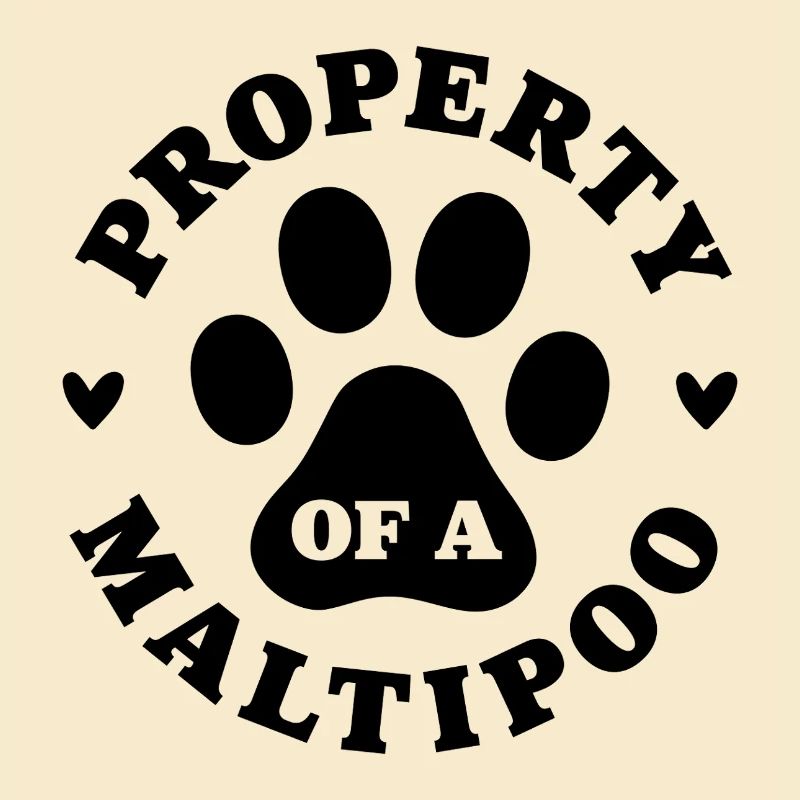 Eigentum eines Maltipoo
