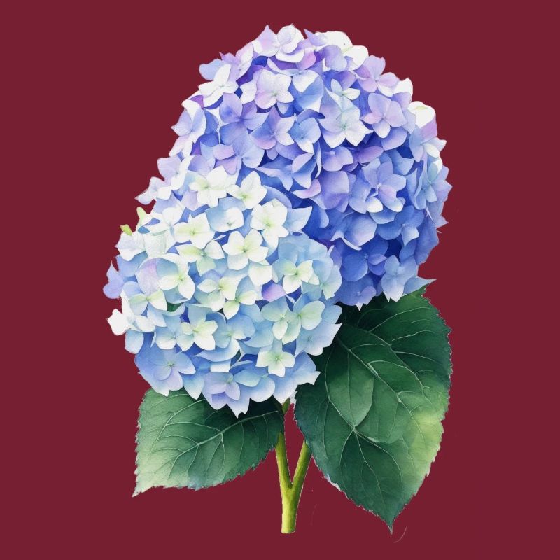 hydrangea