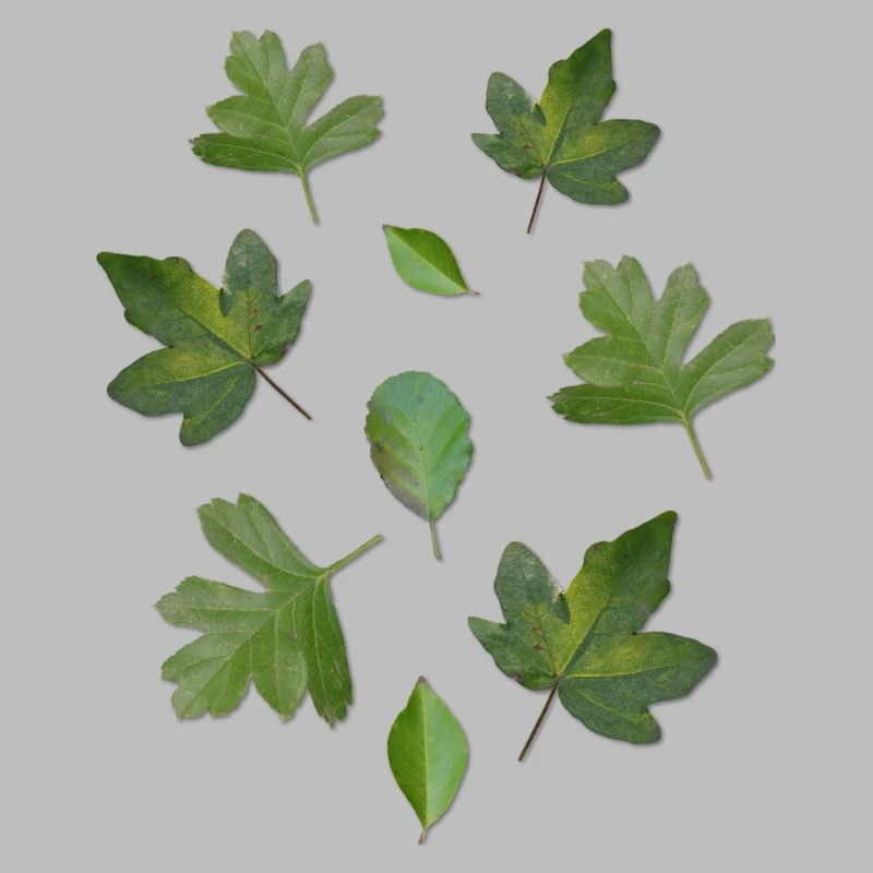 Green Leaves Autumn Nature Leaf Pattern