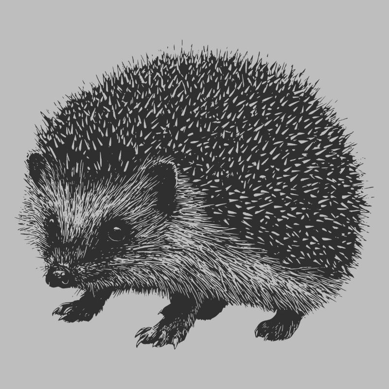 Hérisson de jardin
