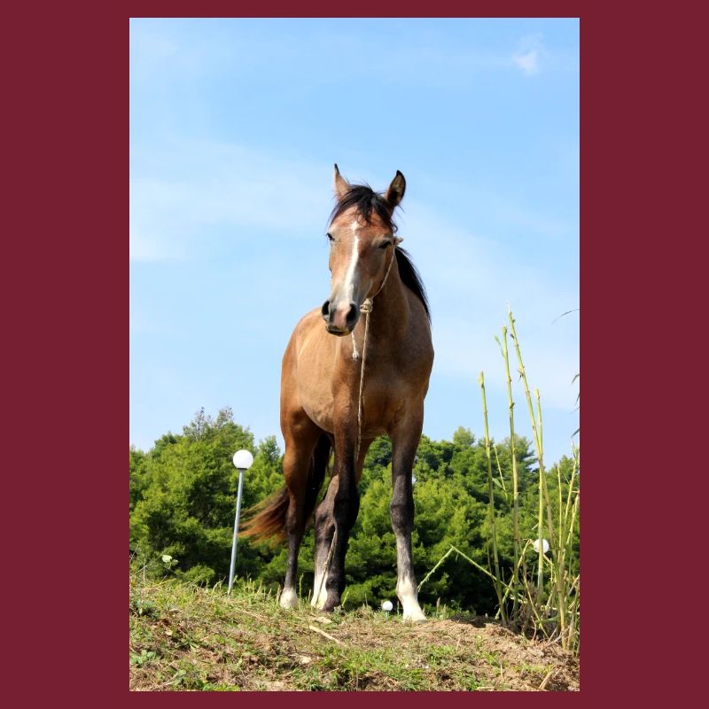 Pferd Pferdeposter