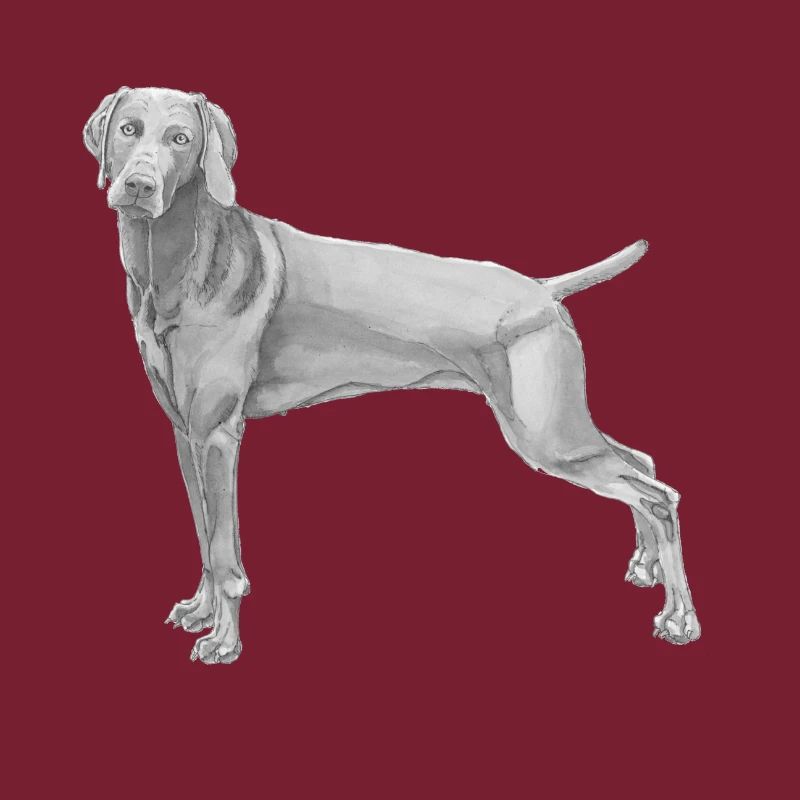 Weimaraner