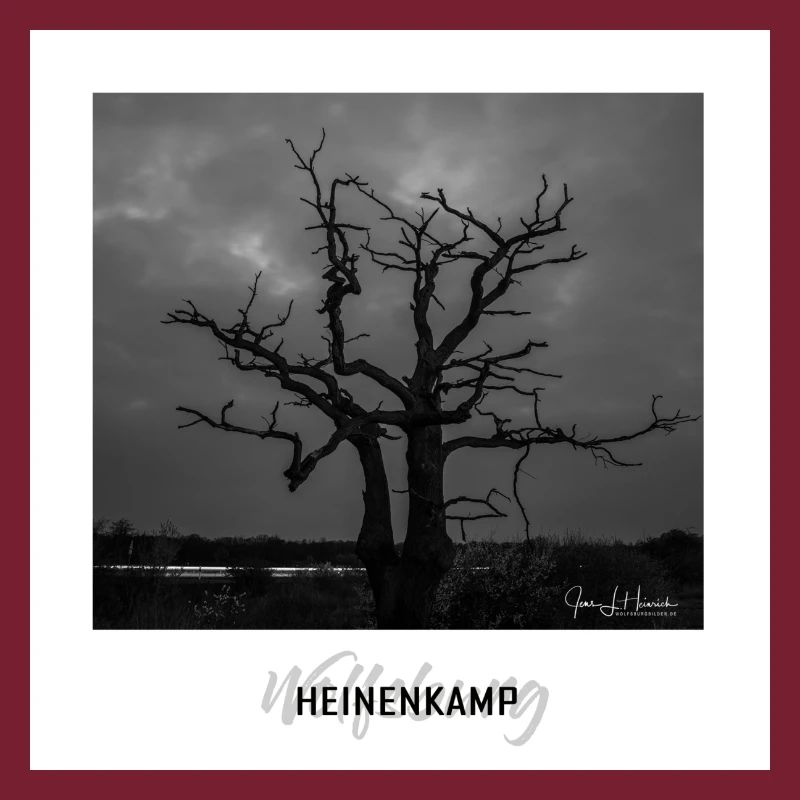 Wolfsburger Baum im Heinenkamp