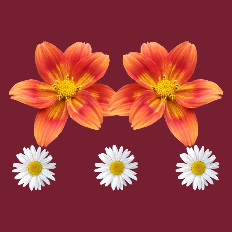 orange Blume mit Margeriten Blüte Gänseblümchen