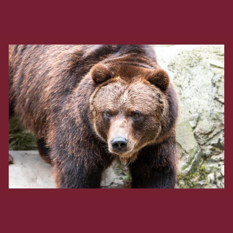 Braunbär Ursus arctos
