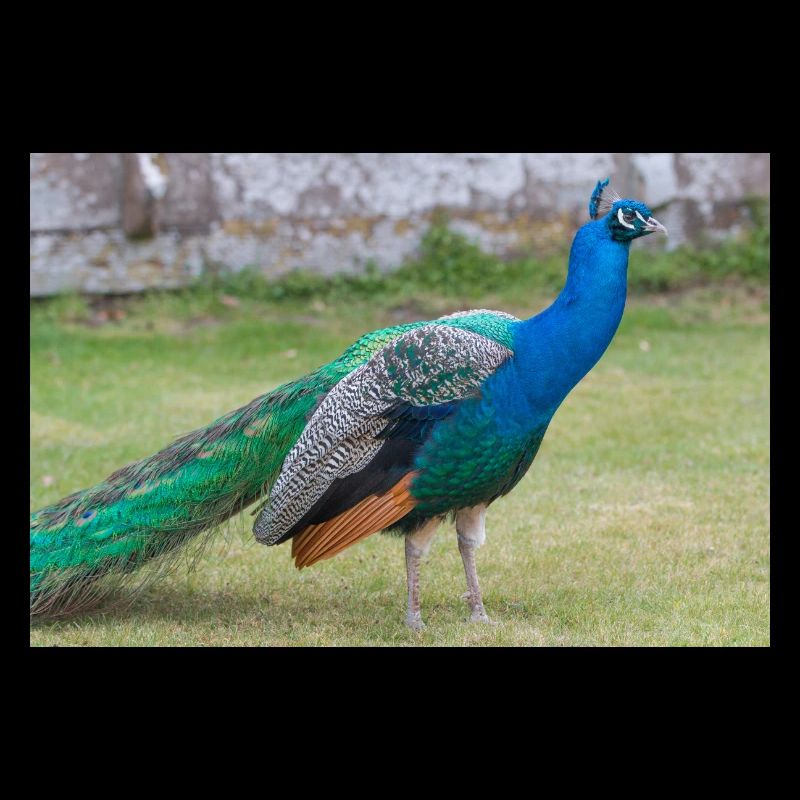 Blauer Pfau Pavo cristatu