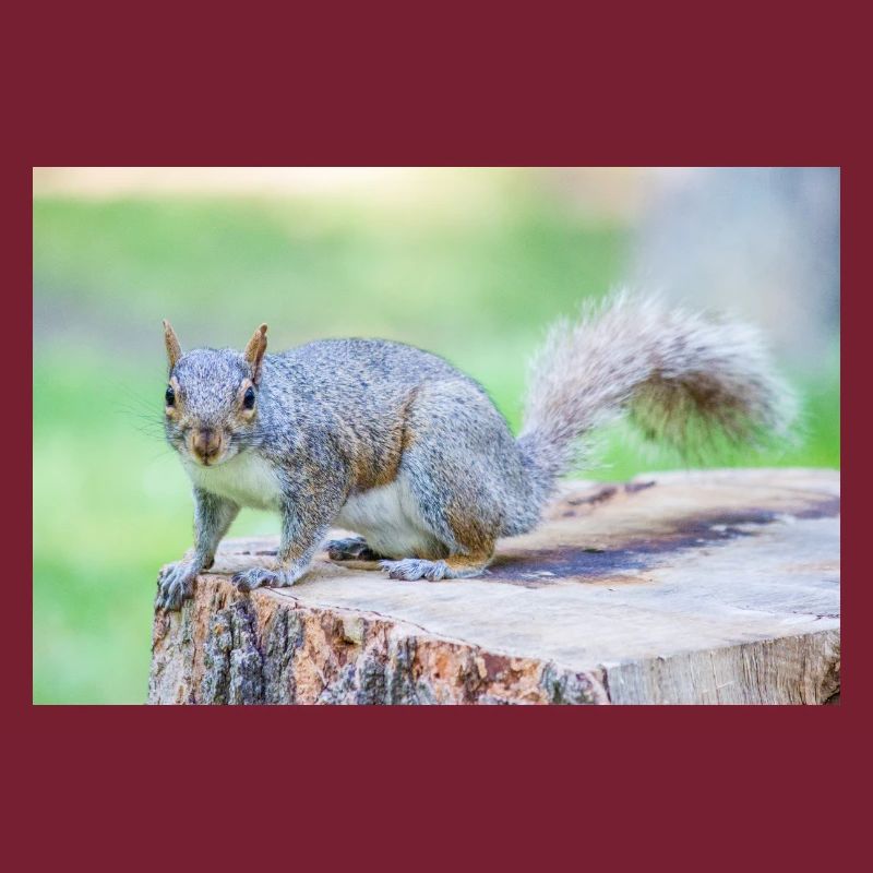 Écureuil gris Grauhörnchen Sciurus carolinensis