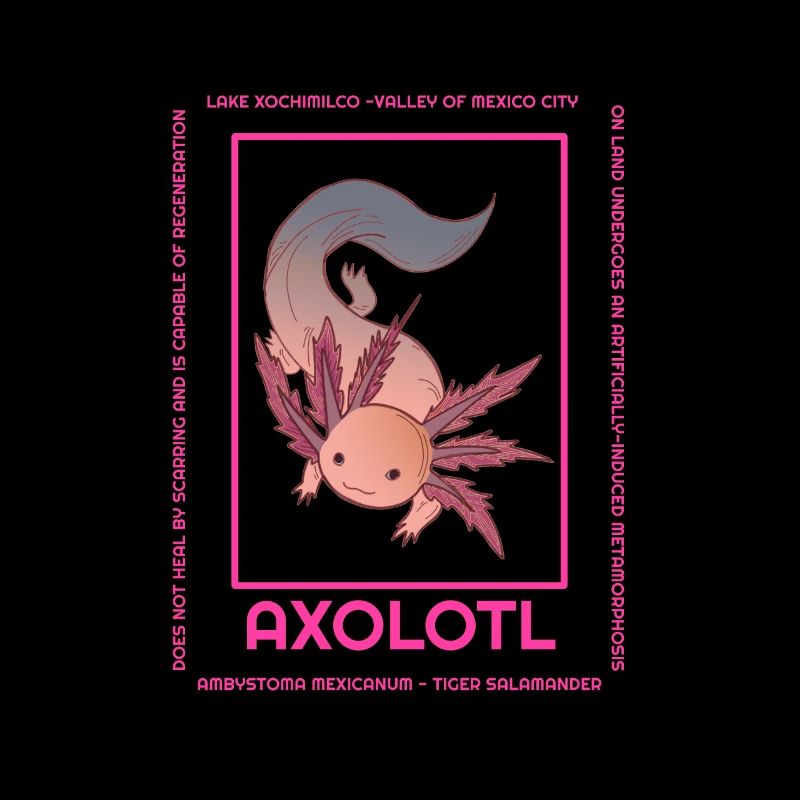 Axolotl Infographic Illustration Cute Pets