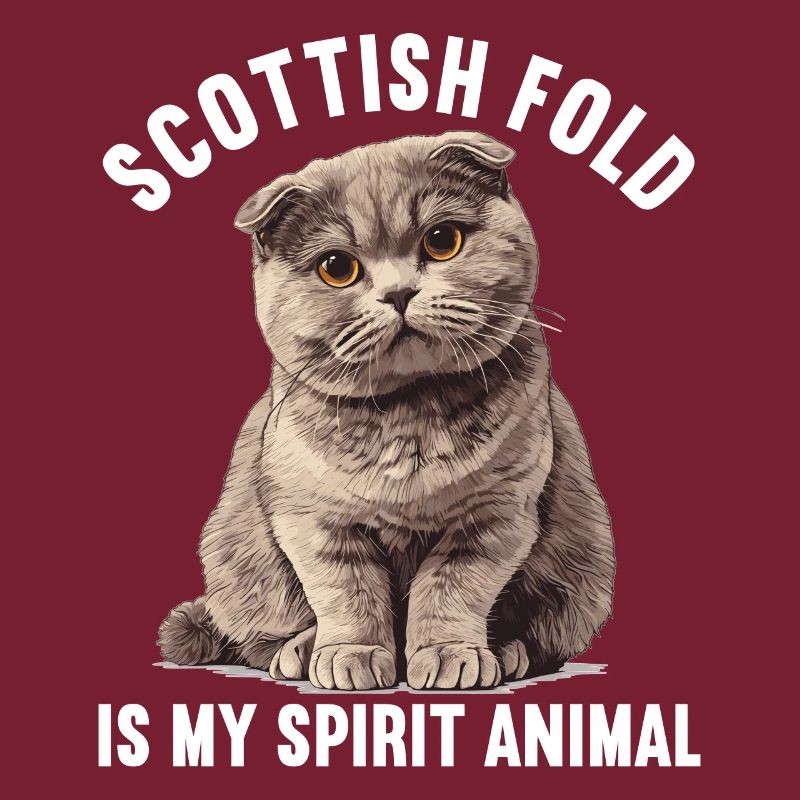 Scottish Fold Kätzchen Scottish Fold Katze