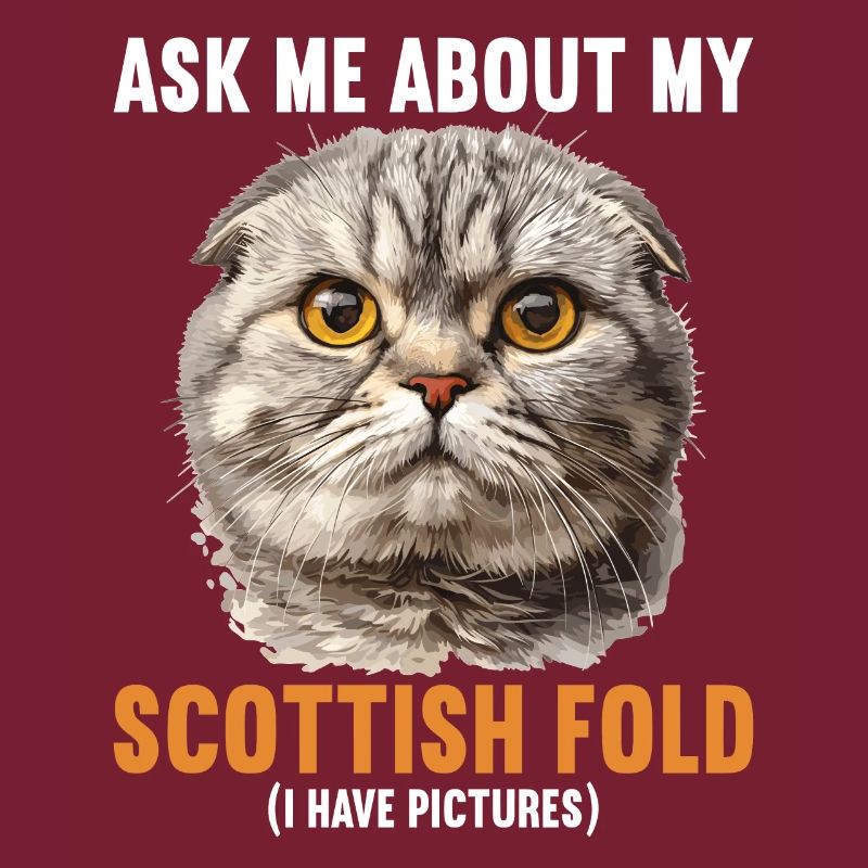 Scottish Fold Kitten Scottish Fold chat