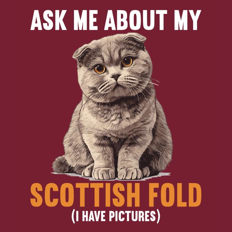 Scottish Fold Kitten Scottish Fold chat