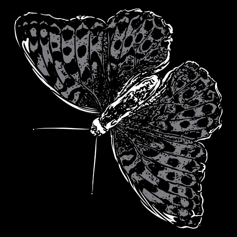 Butterfly Wing Butterfly Butterfly