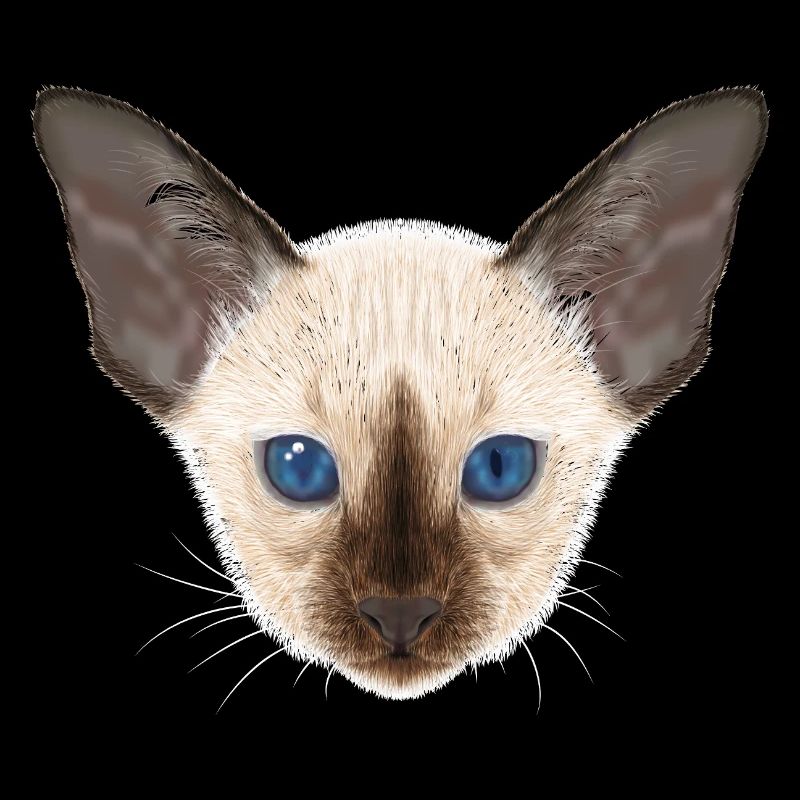 Chat siamois