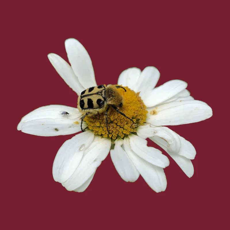 Pinselkäfer