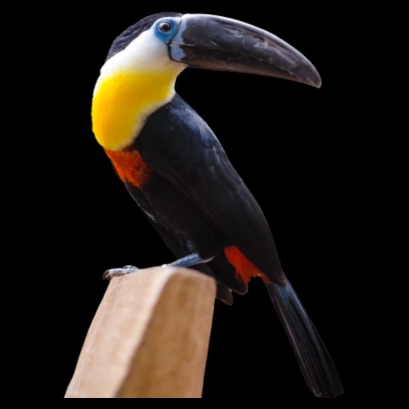 long beak Birds