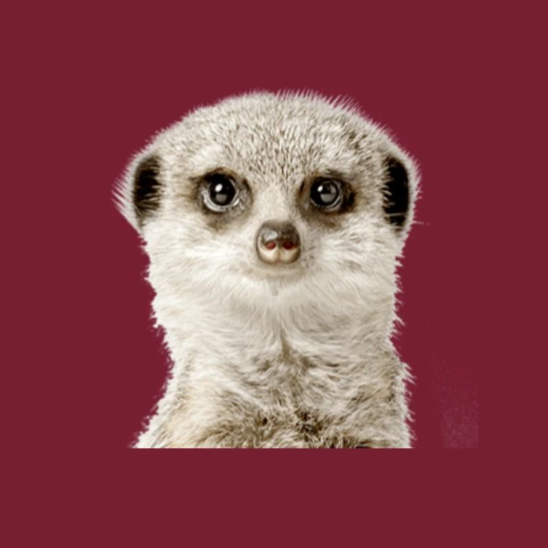 Erdmännchen