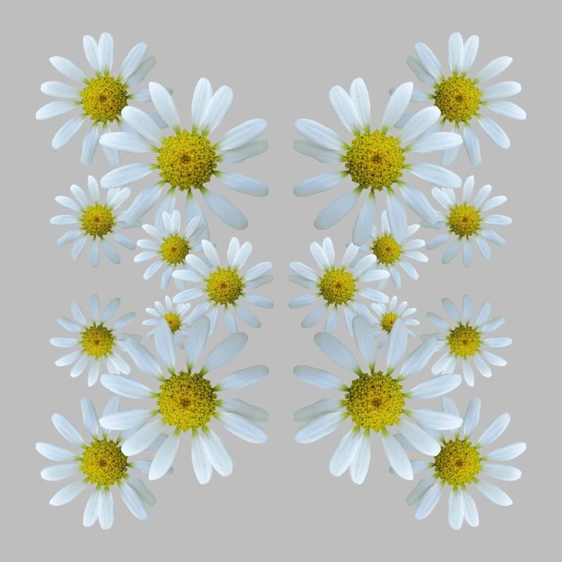 Margeriten Blumenmuster Gänseblümchen Blüte blumig