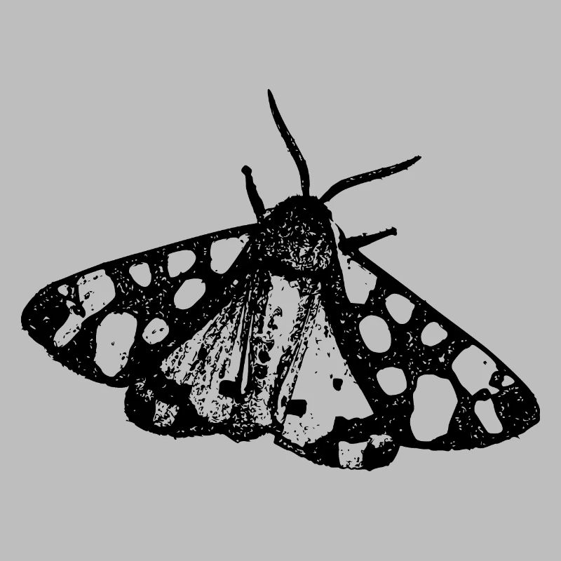 Papillon papillon Insecte